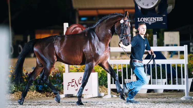 Objet d’une bataille franco-mexicaine acharnée, qui s’est achevée à 390.000 euros, le très beau Spark van den Bisschop poursuivra sa carrière aux écuries du Lerchenberg.