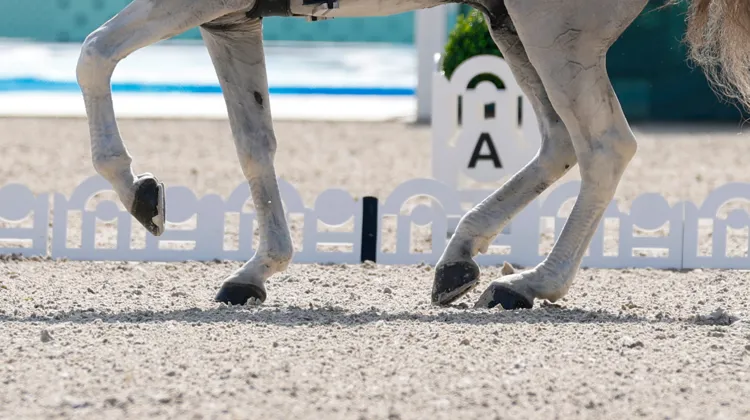 Dans ce second volet, focus sur l'impact des variables identifiées par les chercheurs comme ayant une influence significative sur les scores