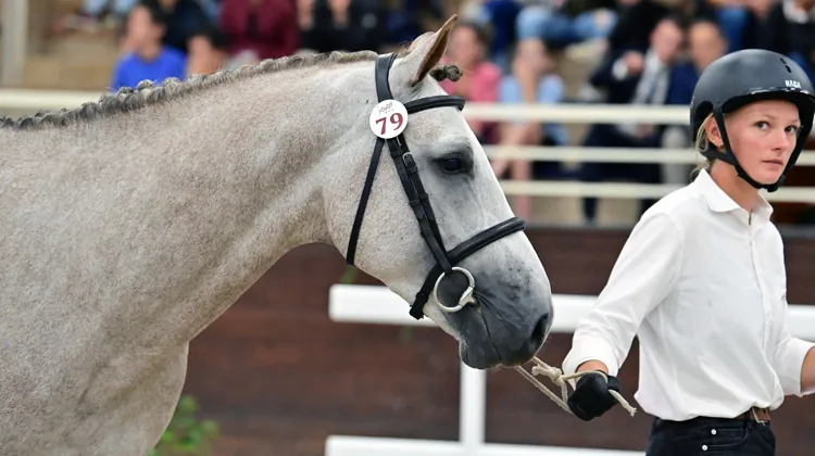 Litchi de Kreisker (SF, Mylord Carthago x Diamant de Semilly), a été adjugé à 78.000 euros.