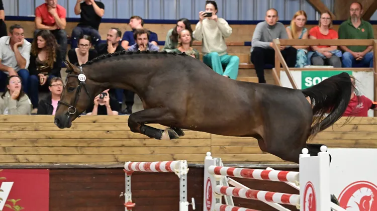Le formidable Roquetas van de Radstake a déchaîné la salle et fait monter les enchères à 330.000 euros.
