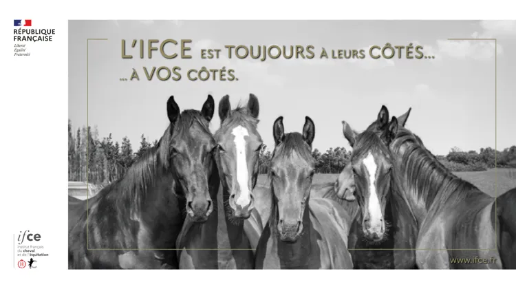 Sept missions aux côtés de la filière équine