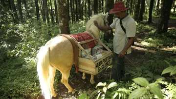 Ridwan Sururi et et sa ponette Luna ont donné naissance à la première Kuda Pustaka du pays.
