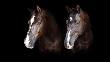 Les champions olympiques Valegro et Uthopia auront vécu la plus grande partie de leur existence ensemble.