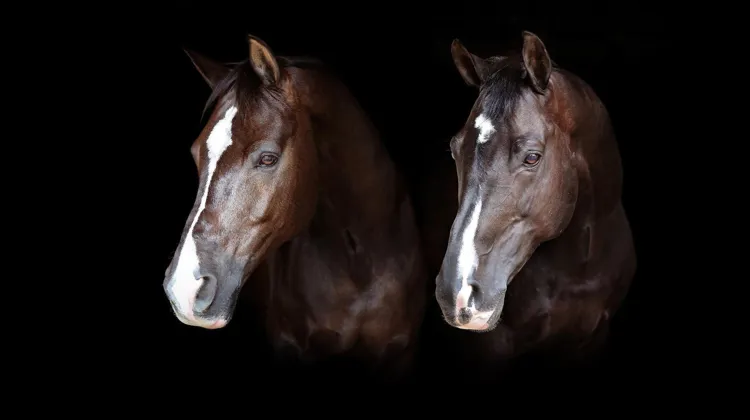 Les champions olympiques Valegro et Uthopia auront vécu la plus grande partie de leur existence ensemble.