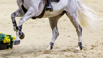 La FEI conseille aux vétérinaires de ne pas retarder ou suspendre le traitement des chevaux qu’ils considèrent comme exposés aux risques de la piroplasmose.