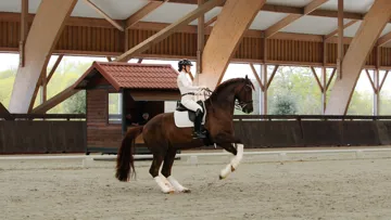 Âgé de dix ans, Dorian Grey de Hus est aujourd’hui le meilleur atout de Jessica Michel-Botton. 