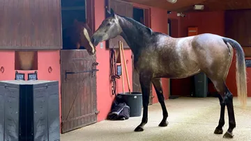 “Le cheval a l’instinct grégaire, et son bien-être mental dépend fortement de ses relations sociales.”