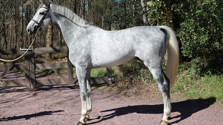 Le grand Ehning Flamingo est présenté au modèle, ici en 2021. 