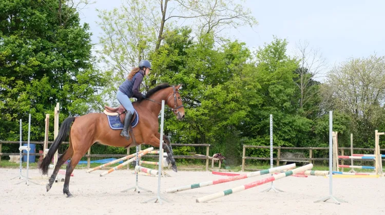 À l'école des Établières, à La Roche-sur-Yon, une formation Bac+2 complète permet de transformer sa passion du cheval en véritable métier.