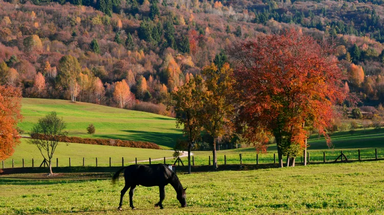 Immuno’Boost, la solution en prévention de PaskaCheval 