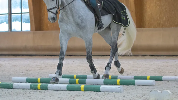 L’importance de la locomotion chez le cheval