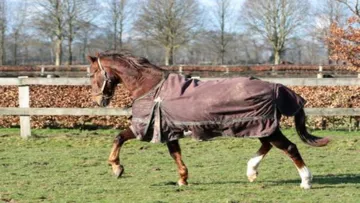 Ourasi trottant dans les près du Haras de Gruchy