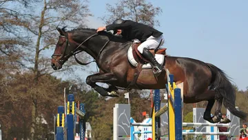 Olala de Buissy, ici avec Olivier Robert, concourra de nouveau pour la France. Une bonne nouvelle. Photo Sportfot