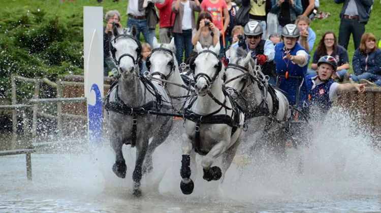 Olivier Thiriez, champion de France d?attelage à quatre poneys, a terminé à la douzième place du classement. © Pixels Visuel