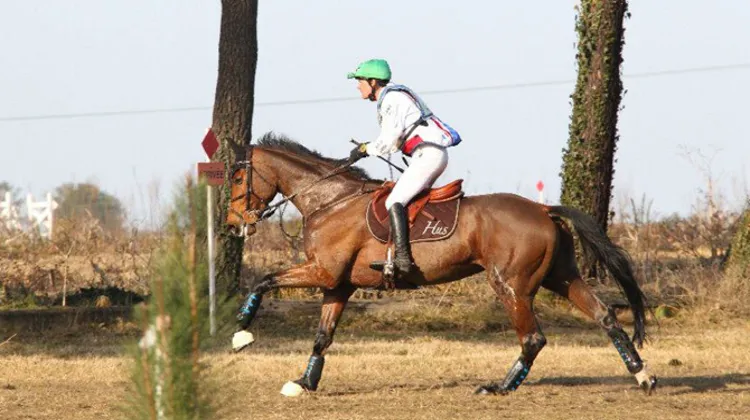 Nicolas Touzaint compte cette année sur Crocket 30 afin d'essayer de remporter le Grand National de Tartas pour la cinquième fois consécutive. Photo FFE/PSV