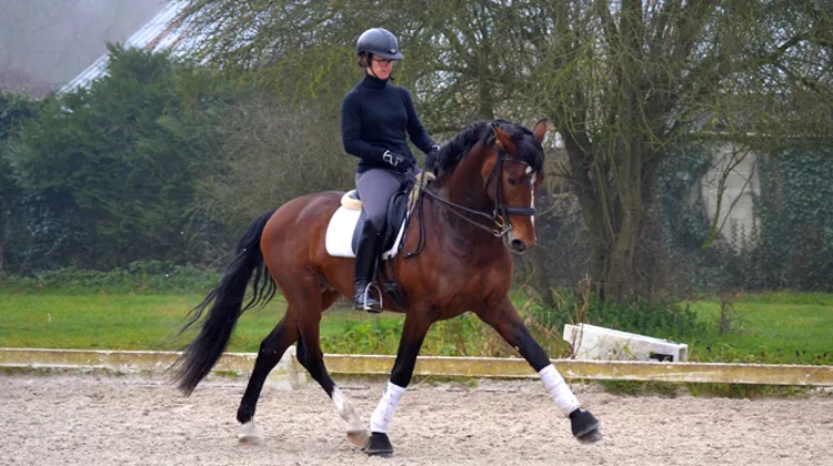 Si l'on retrouve l'épaule en dedans dans un certain nombre de textes de reprises, il s'agit aussi d'un très bon exercice de base à travailler au trot comme au galop. Photo Élodie Muller