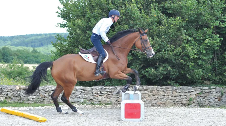 Michel Robert, en selle sur ZZ Top vh Schaarbroek Z, explique et dévoile, dans Grand Prix Magazine, des méthodes pour s'entraîner à l'obstacle.