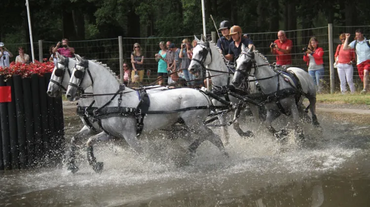 Avec son attelage à quatre chevaux, le Français François Vogel tentera d'atteindre le podium ce week-end. Photo Pixievisuel