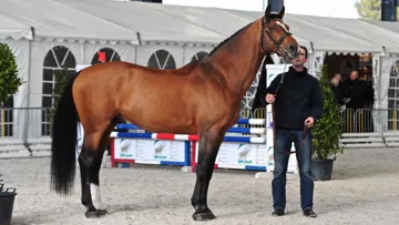 Vivaldo van het Costerveld à la présentation. Photo Cécile Cabre