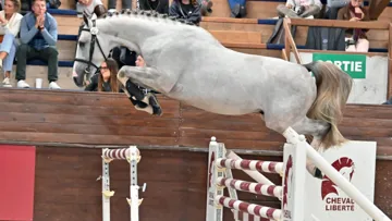 Kruoo d’Aunou, le spectaculaire fils d’Untouchable 27, restera en France pour le compte des Haras du Fougeray et du Reverdy.