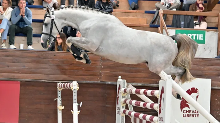 Kruoo d’Aunou, le spectaculaire fils d’Untouchable 27, restera en France pour le compte des Haras du Fougeray et du Reverdy.
