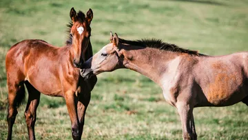 Son concernés les stud-books Zangersheide, Lusitanien, Trakehner, Lipizzan ou encore les équidés avec un certificat d’origine émis par le berceau de race tels que les Curly et POA/
