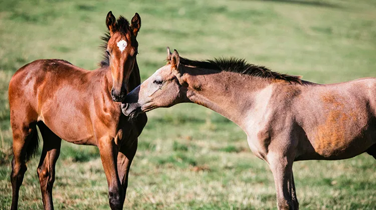 Son concernés les stud-books Zangersheide, Lusitanien, Trakehner, Lipizzan ou encore les équidés avec un certificat d’origine émis par le berceau de race tels que les Curly et POA/
