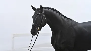 Dialino by Diarado x Grandino 