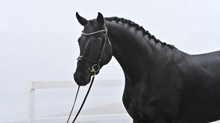 Dialino by Diarado x Grandino 