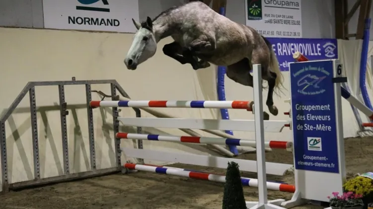 Trente-cinq chevaux de trois ans du groupement de Sainte-Mère-Église en vente le 11 novembre