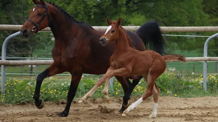 Lot 22 : Poulain - Comme Il Faut avec la gagnante CSIO5* 1.55m-1.60m d’Eric Lamaze, Atlete van’t Heike ! Poulain frère de Darmani van’t Heike gagnant CSI 1.55m et Illusion GT CSI 1.55m