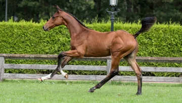 Gangster Gaillard Zapatero