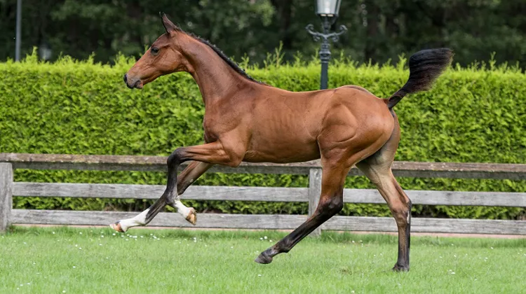 Gangster Gaillard Zapatero