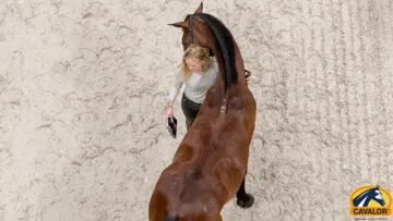 La place de l'alimentation dans le développement musculaire du cheval