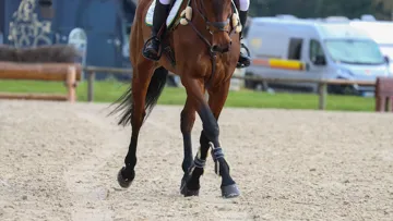 Pourquoi une bonne locomotion est-elle essentielle chez le cheval ?