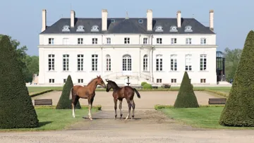 Haras de Hus Online Auction du 29 au 31 mai