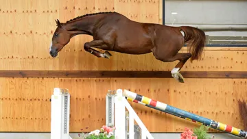 Blaze de l'Amitié Z