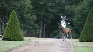 Vente aux ecnhères en ligne de poulains et embryons issus du Haras de Hus, du 27 au 29 août