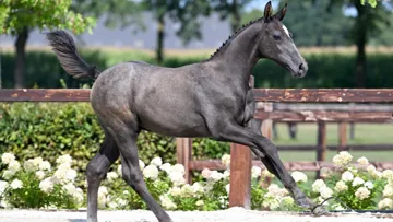 Woodbridge BS (Tobago Z x Quincerot van T&L)