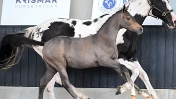 Belgian Elite Auction mise sur des lignées maternelles exclusives lors de sa vente aux enchères 