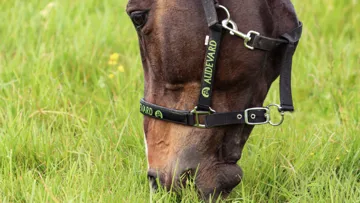 Comment protéger l’estomac de votre cheval ?
