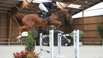 Jeunes chevaux et embryons pour la première vente aux enchères physique et en ligne Your Auction.