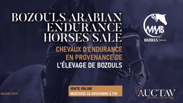 une sélection de chevaux d’endurance de l’Élevage de Bozouls en vente sur Auctav.com