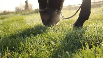 Prendre soin de son cheval en hiver