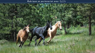 Une nouvelle application pour évaluer le bien-être de son cheval