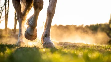 Croûtes sur les membres en été ? La fausse « gale de boue »