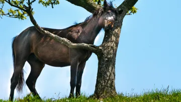L’autre dermite estivale : la « gale des crins »