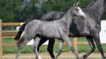 Dernières heures pour enchérir lors la vente Flash Ekestrian de l'année : des prix imbattables