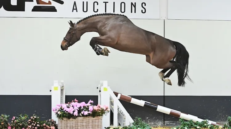 Anoek (Amadeo van't Vossenhof x Concorde)