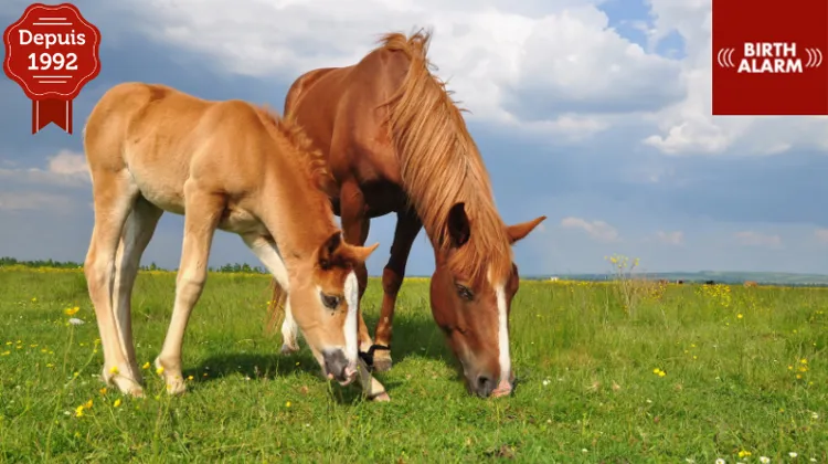 Le numéro un parmi les ceintures de poulinage